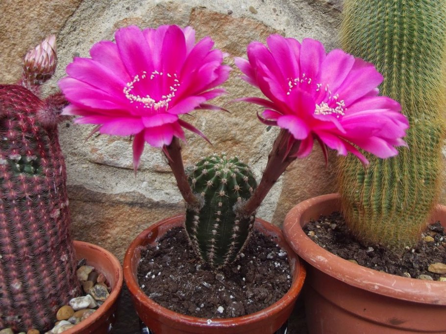 Кактус эхинопсис субденудата