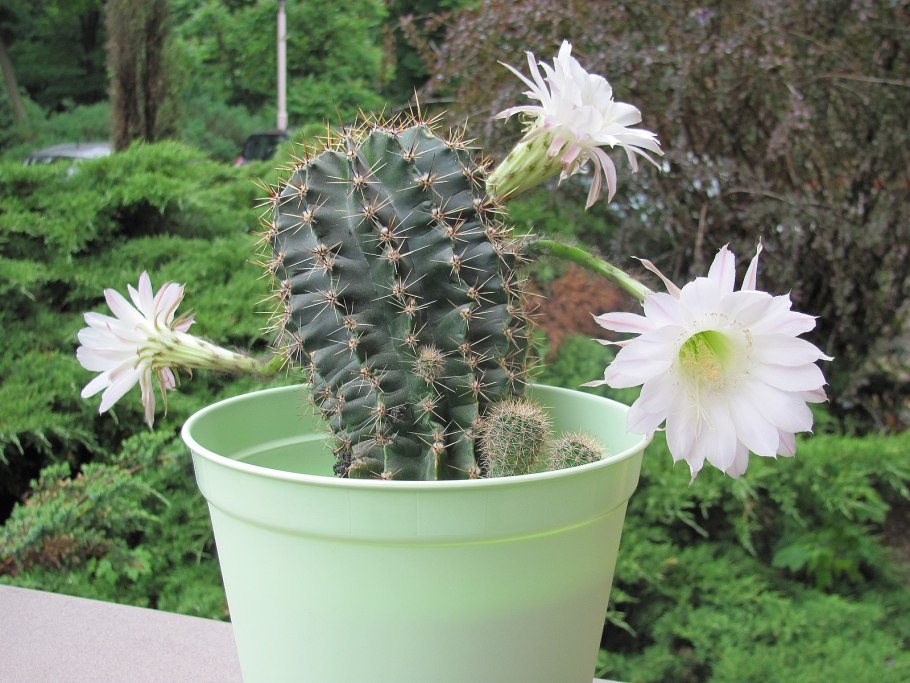 Эхинопсис бакеберга