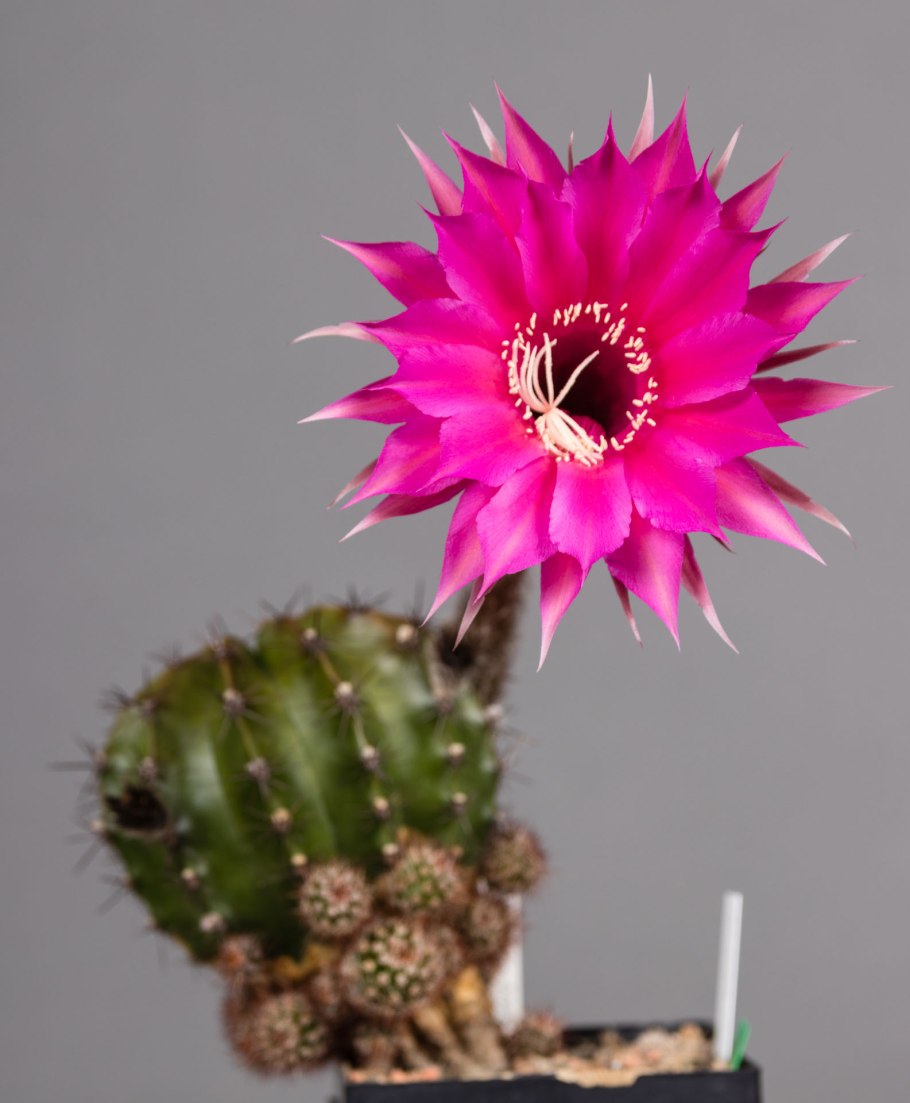Кактус цветок
