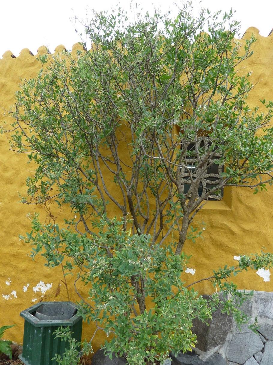 Плоды коксултана