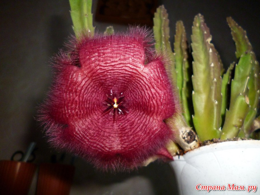 Аморфофаллус титанический цветок