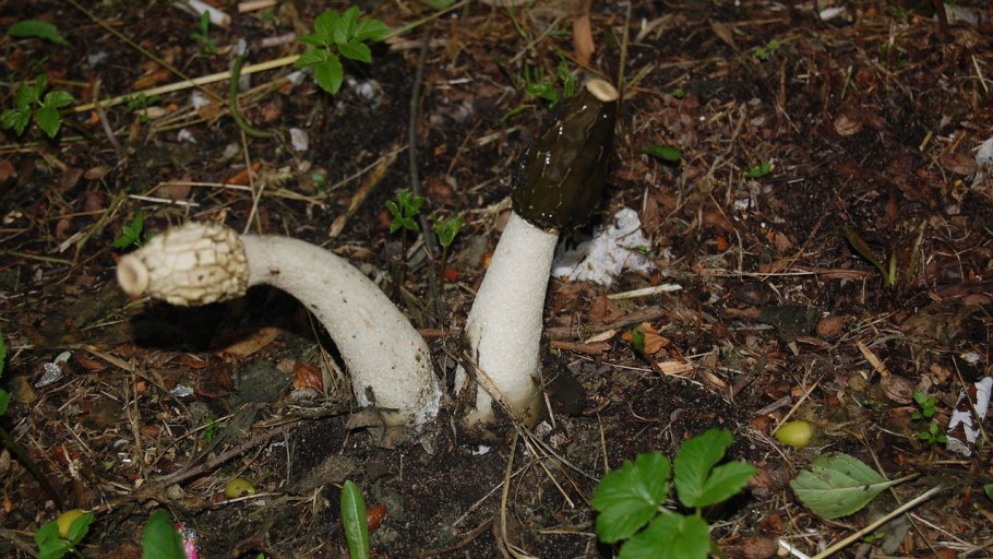 Омик ферула