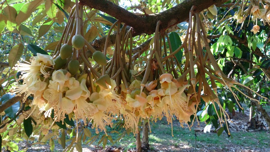 Кактус мухолов