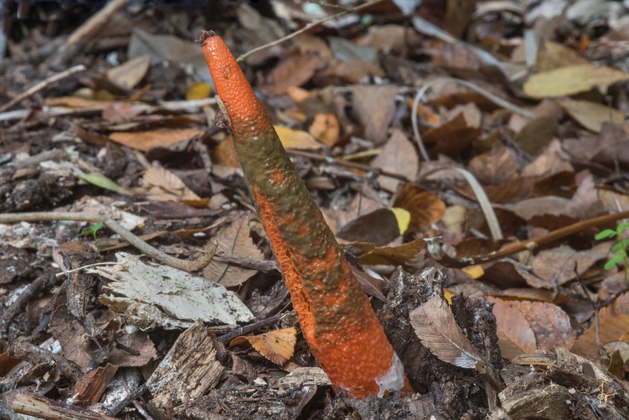 Каврак ферула