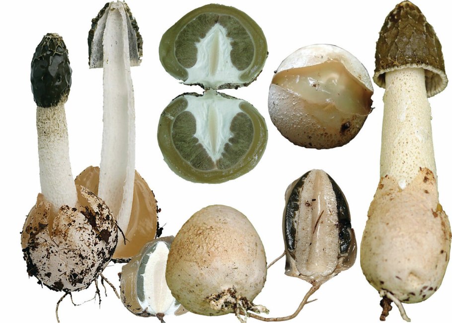 Кувшиночник непентес