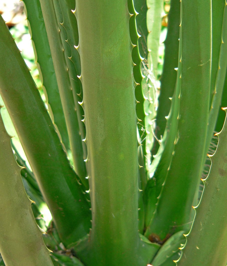 Helicodiceros muscivorus