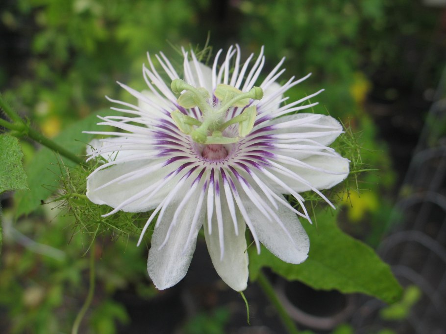 Цветок который пахнет тухлым мясом