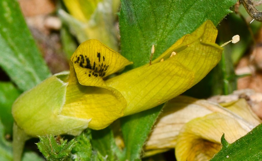 Bowdichia virgilioides русское название