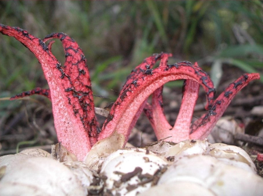 Ферула камеденосная