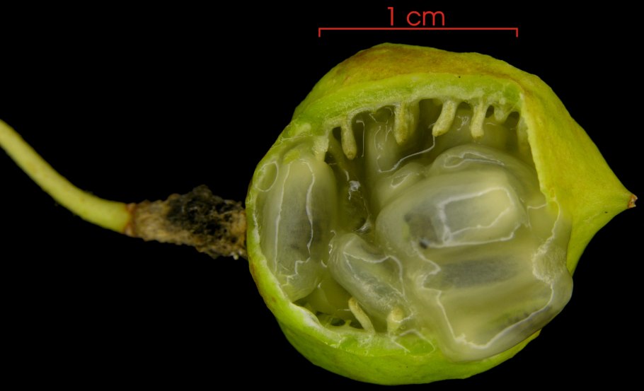 Мухоловка непентес