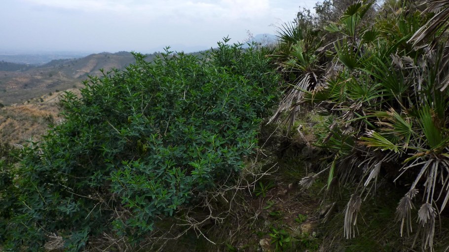 Turgenia latifolia Hoffm.