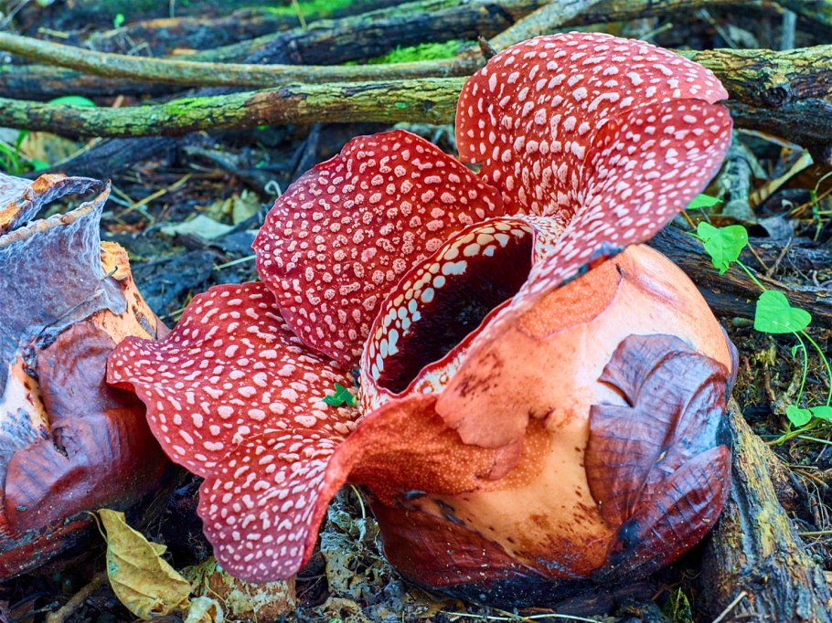 Раффлезии арнольди