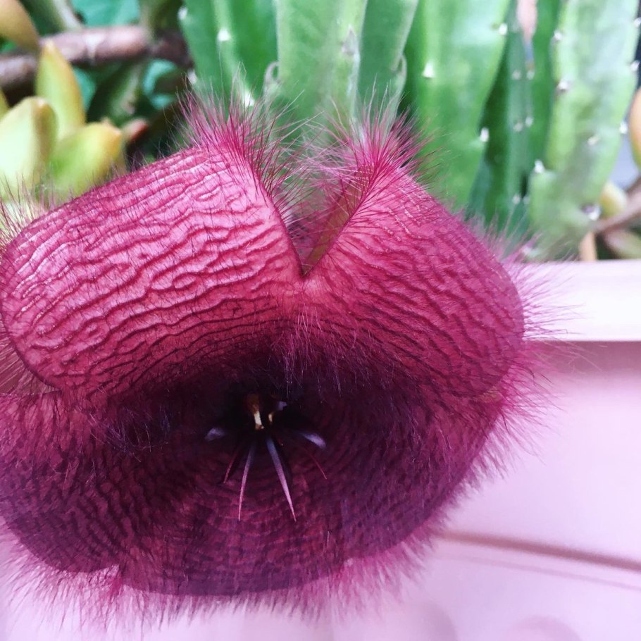 Змеиная Пальма Аморфофаллус