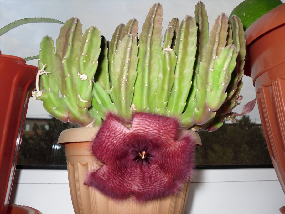 Асерое Рубра