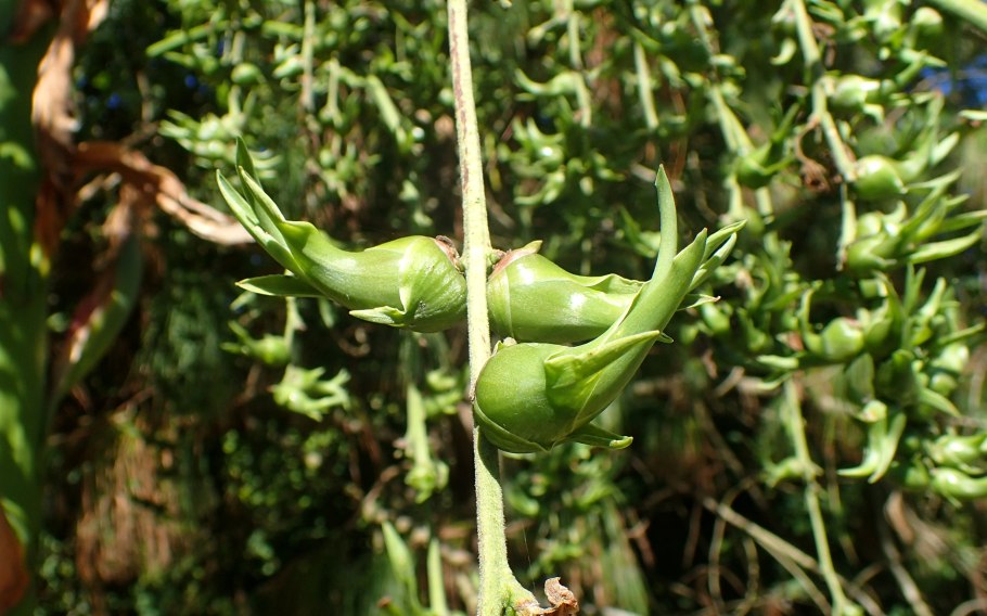 Палаванский барсук