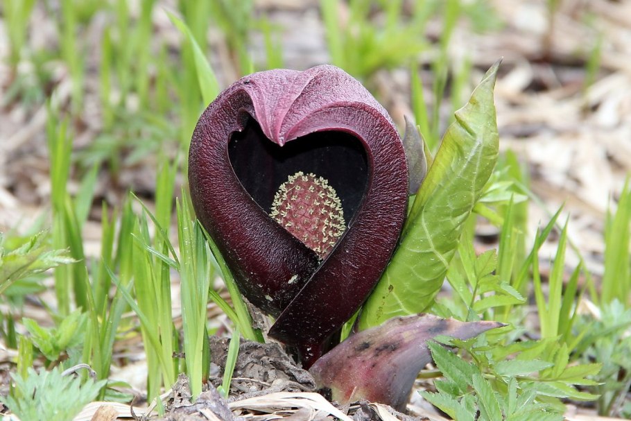 Самые вонючие вещи на земле