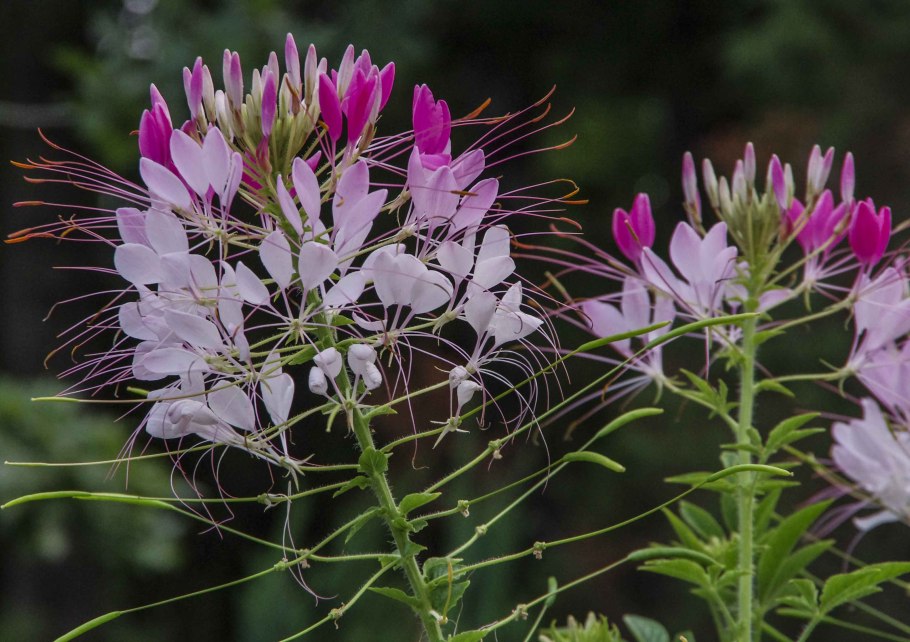 Клеома Хелен