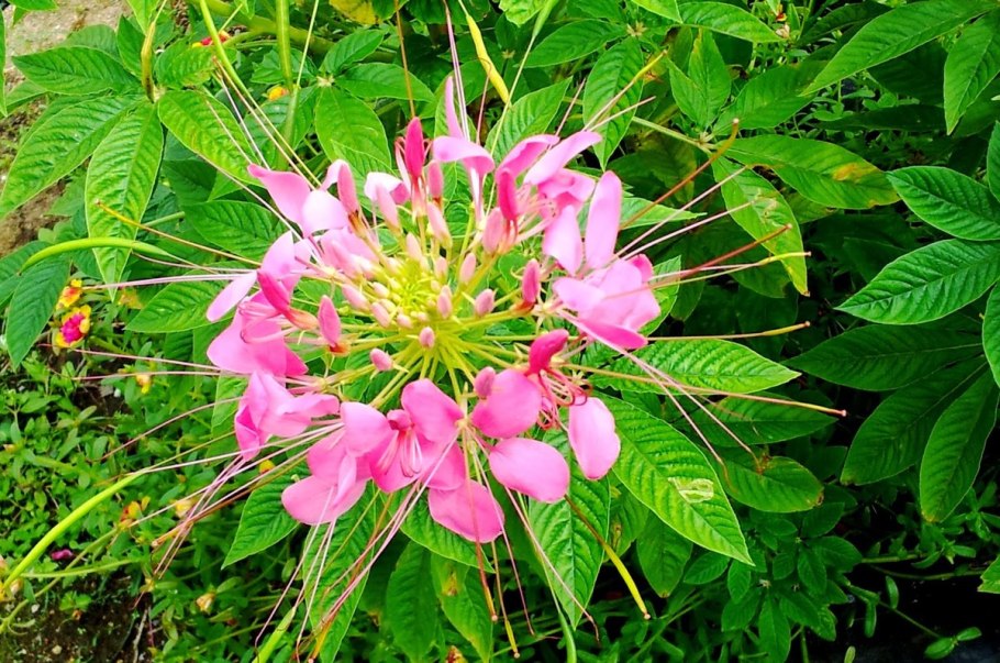 Растение паук клеома