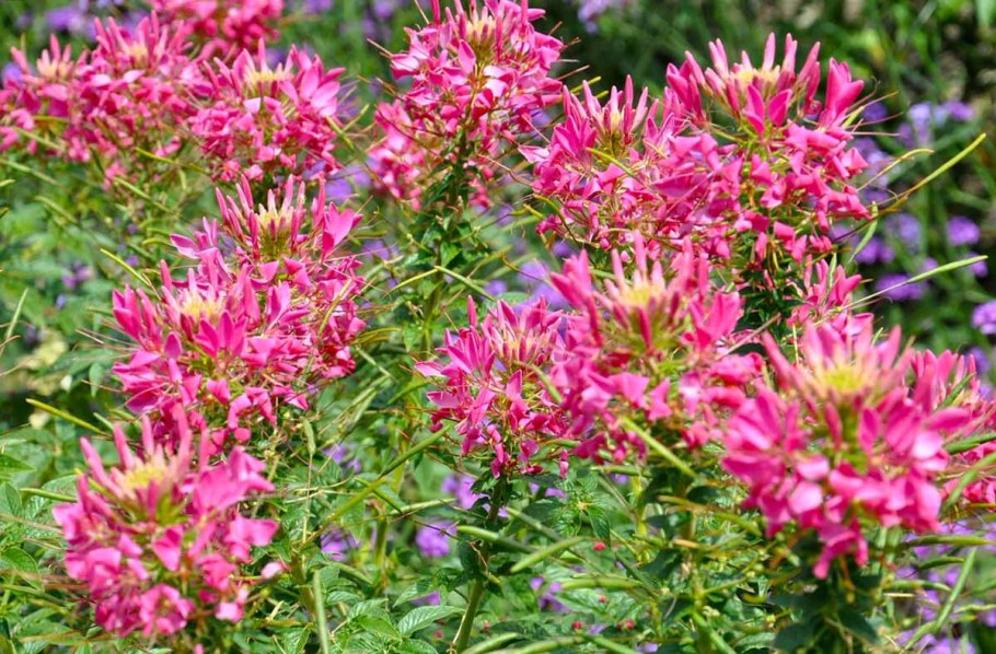 Golden Sparkler клеома