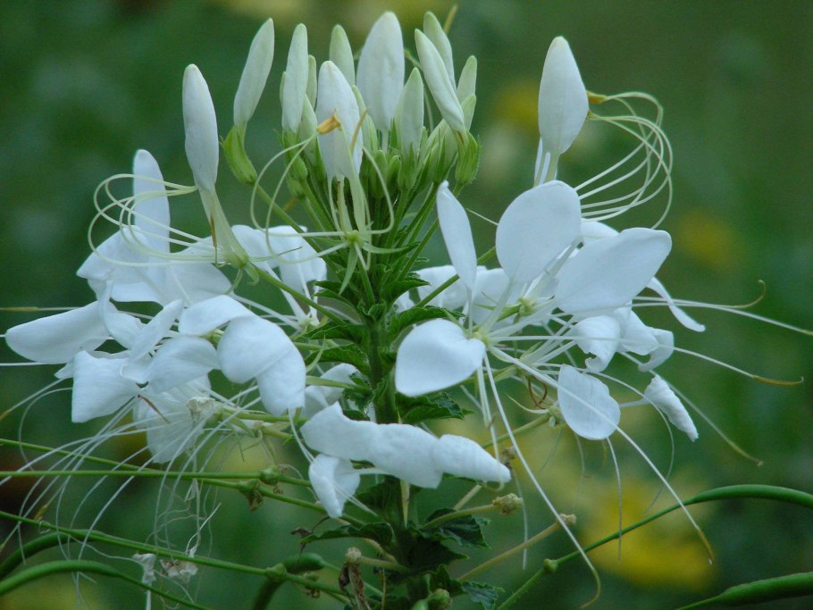 Клеома Вишневая