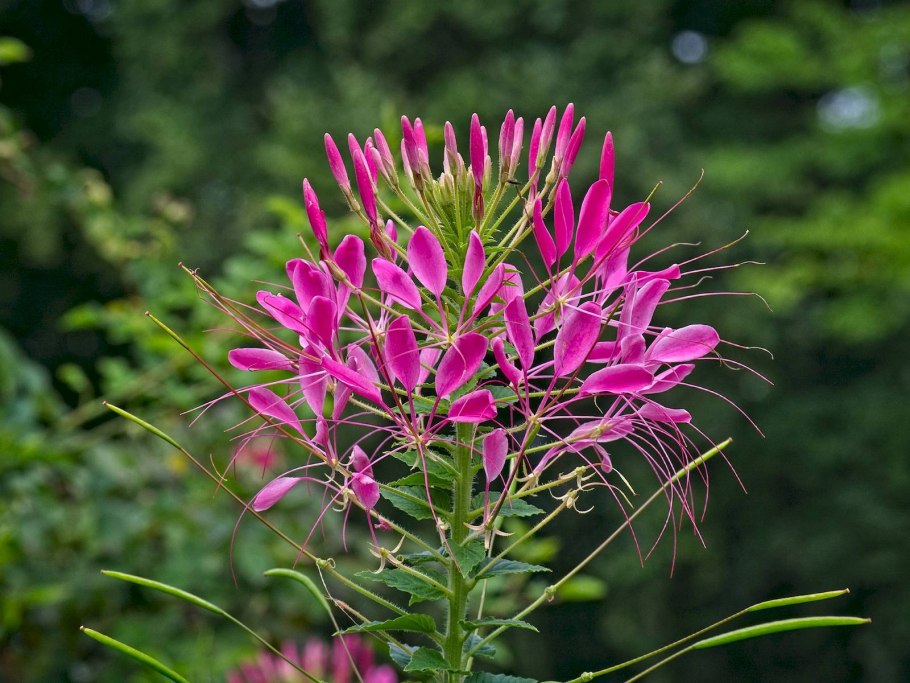 Клеома колючая Cleome spinosa