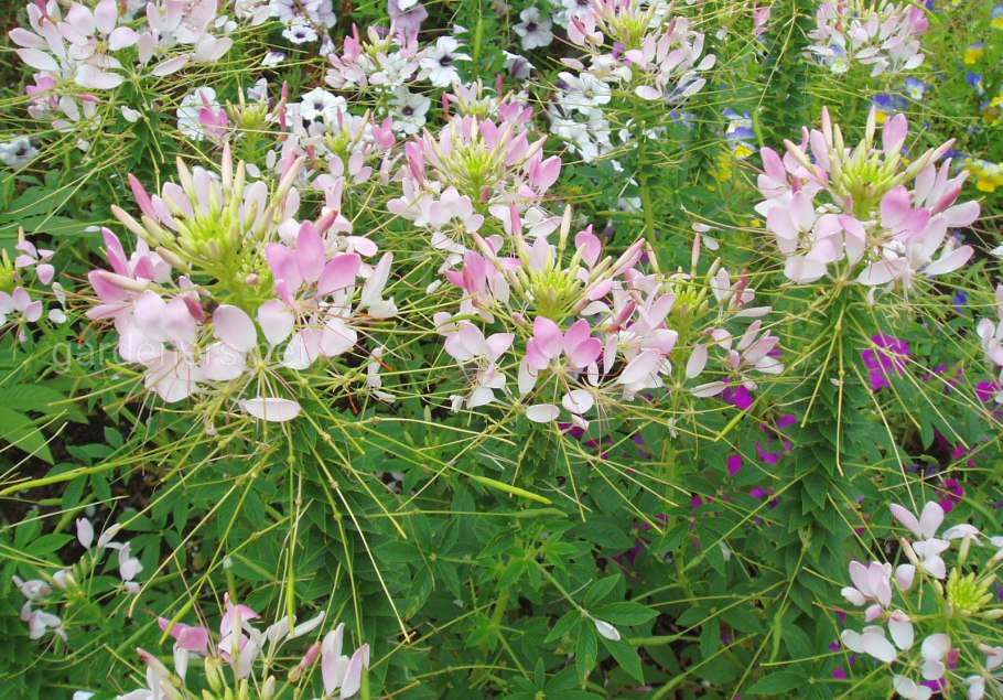 Клеома колючая Вишневая Королева