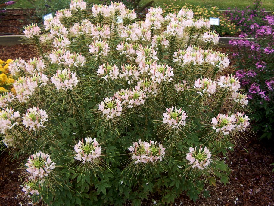 Трава брызги шампанского