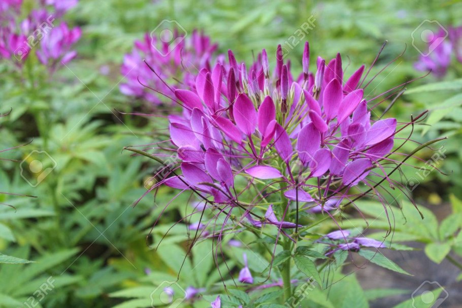 Клеома цветок Вишневая Королева