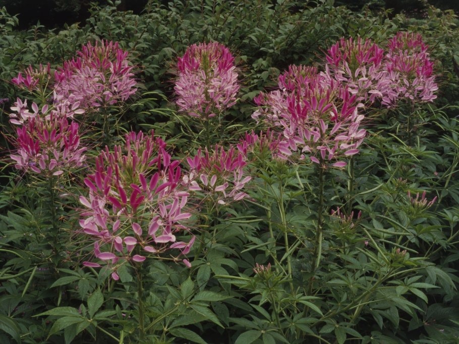 Однолетник клеома