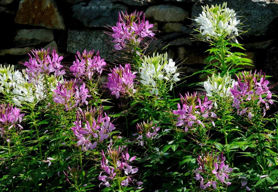 Клео цветок