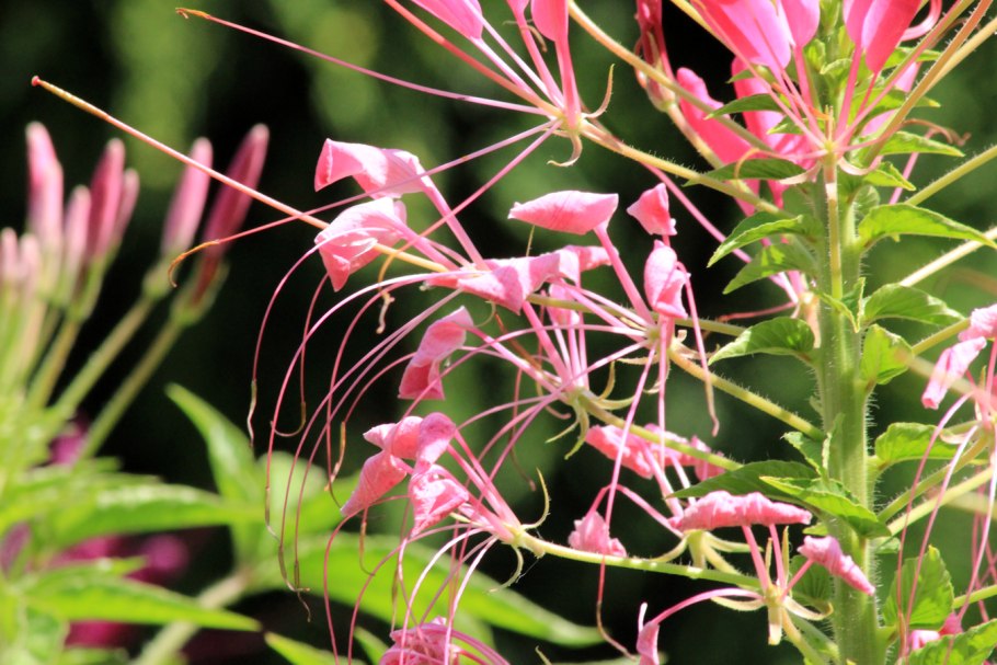 Клеома колючая листья