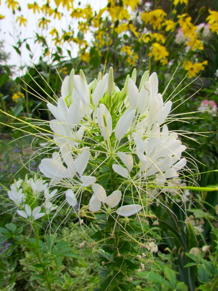 Клеома цветок