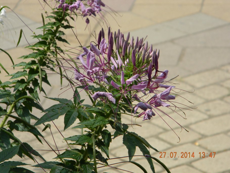 Клеома Вайолет Квин