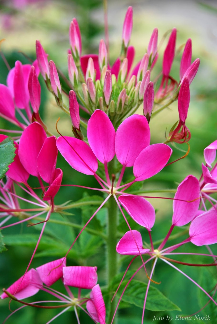 Клеома брызги шампанского Аэлита