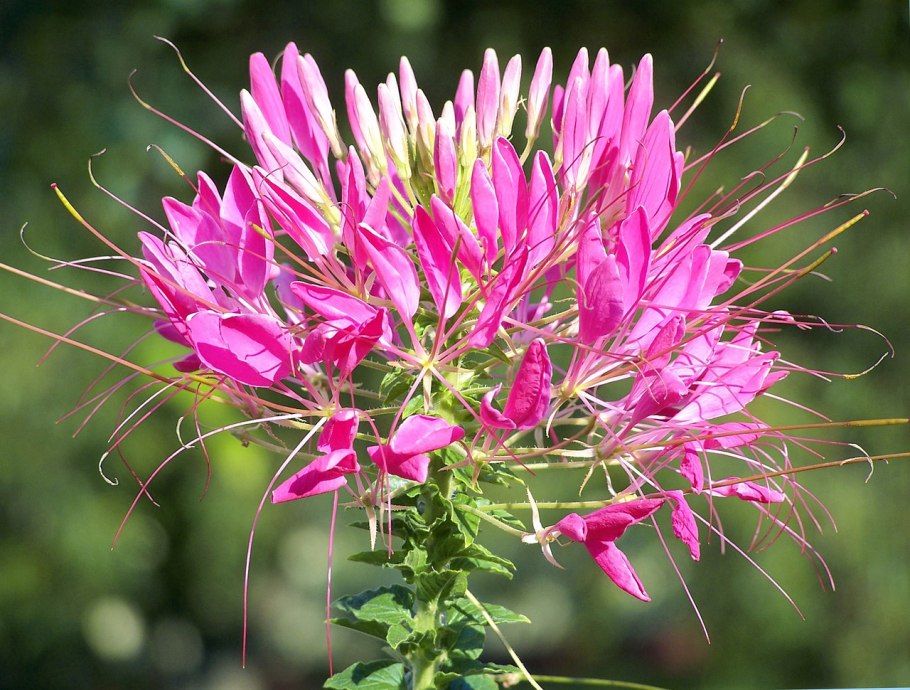 Клеома цветок