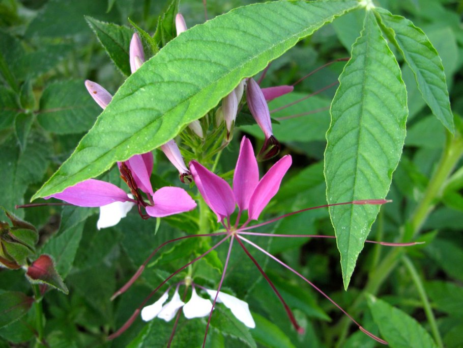 Клеома листья