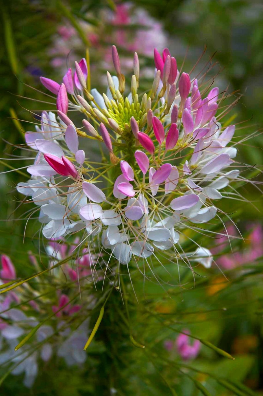 Клеома Хасслера