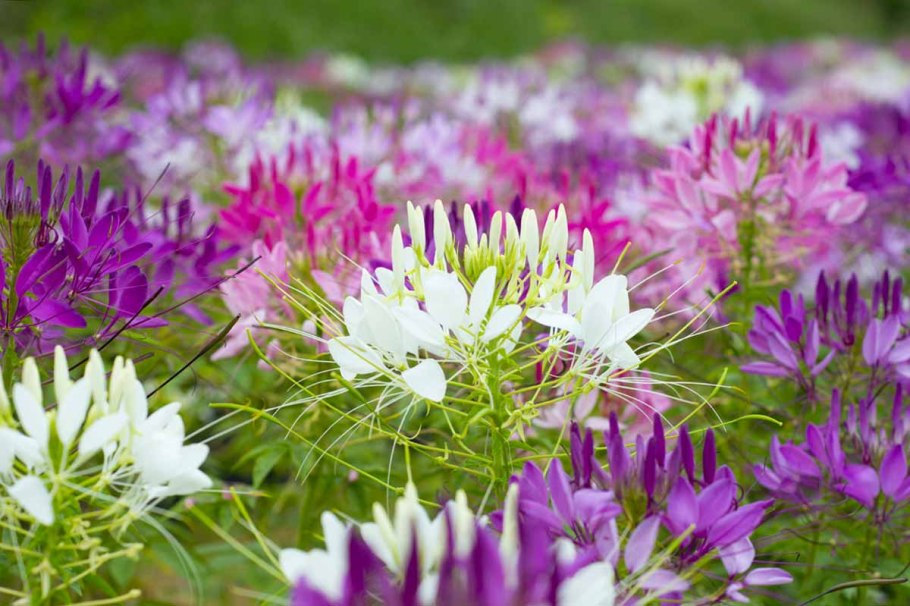 Клеома цветок брызги шампанского