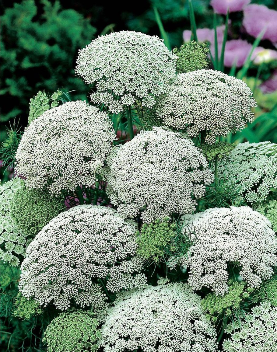 Амми Visnaga