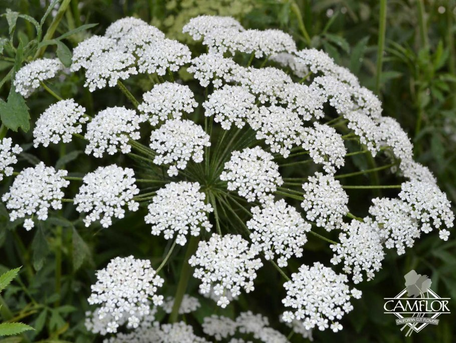 Ammi majus Visnaga