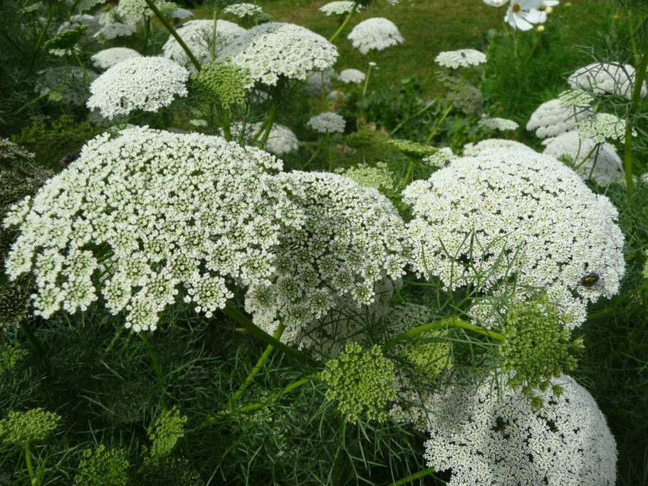 Амми зубная медонос