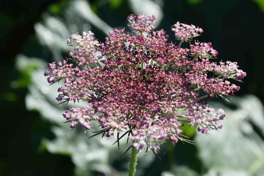 Daucus carota цветок