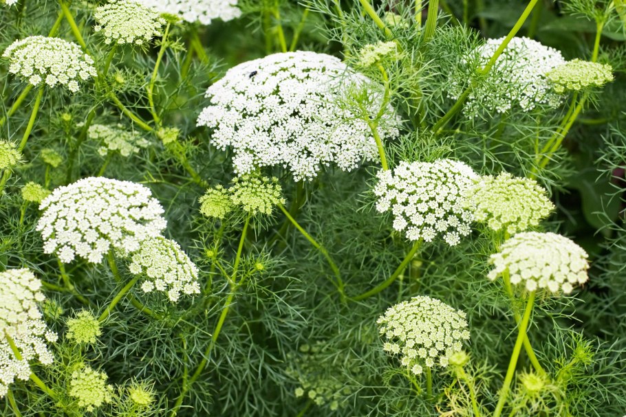 Daucus carota цветок