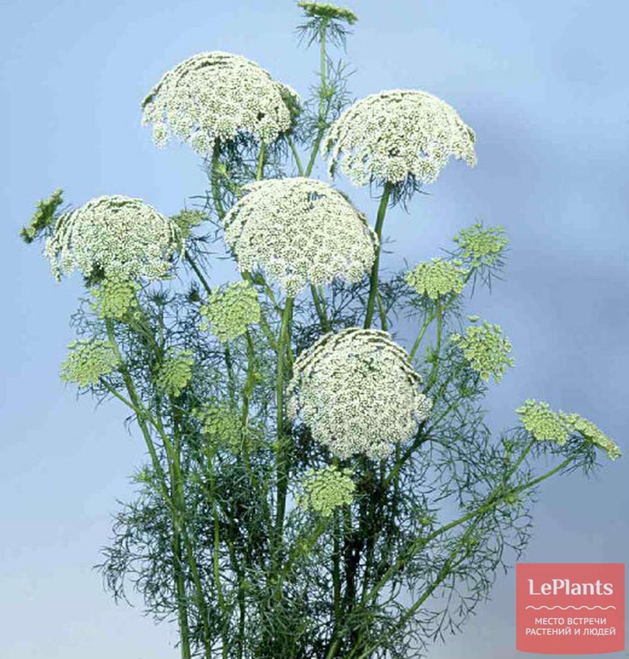 Амми виснага касабланка