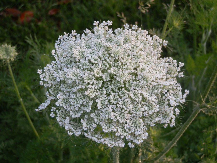 Амми majus Visnaga