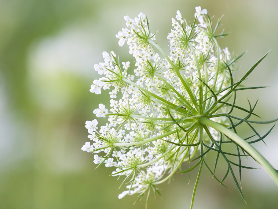 Амми majus Visnaga