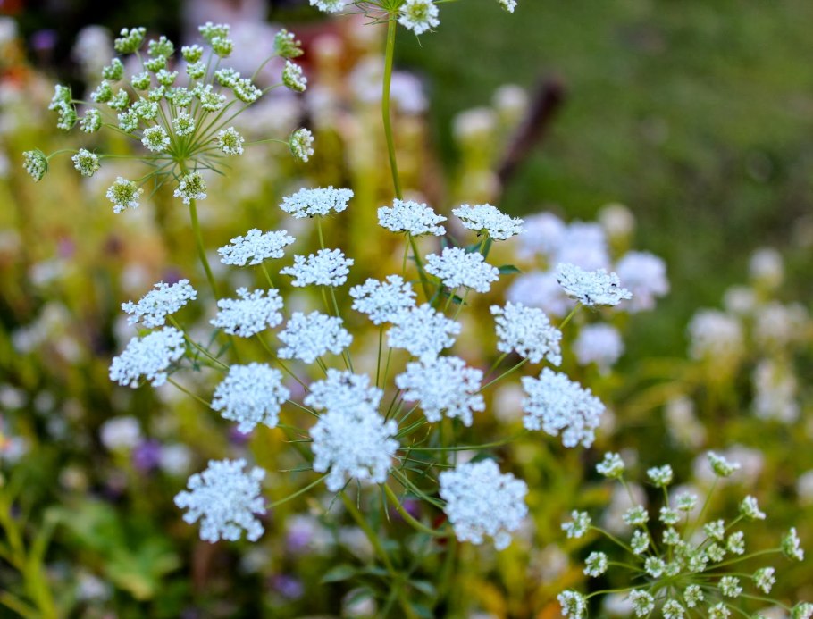 Ammi Visnaga растение