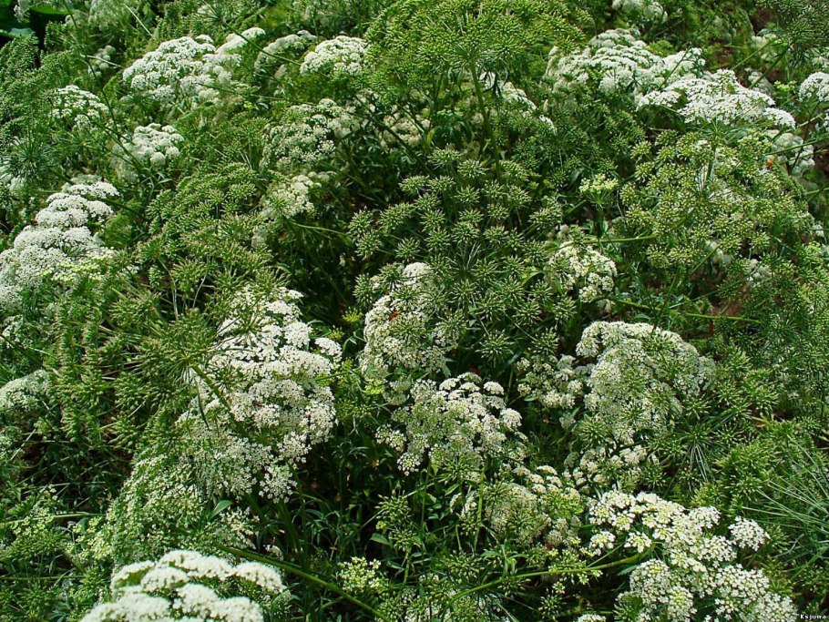 Болиголов пятнистый цикута
