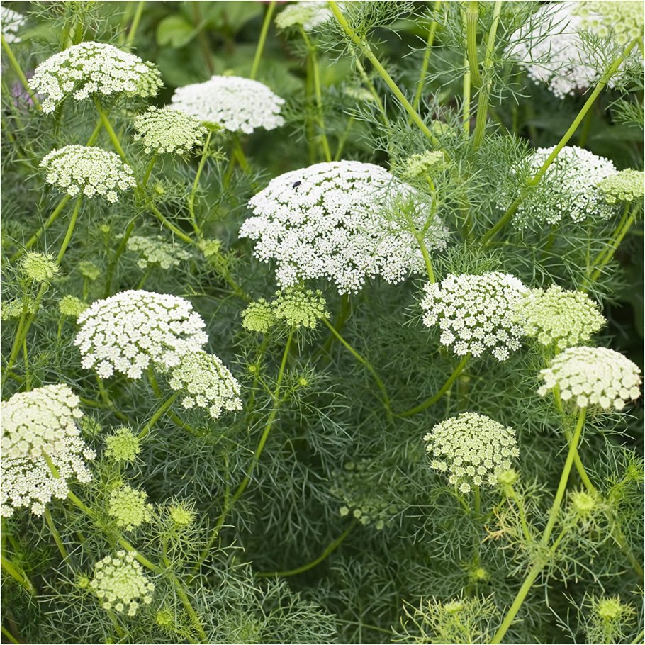 Цветок королевы Анны Ammi