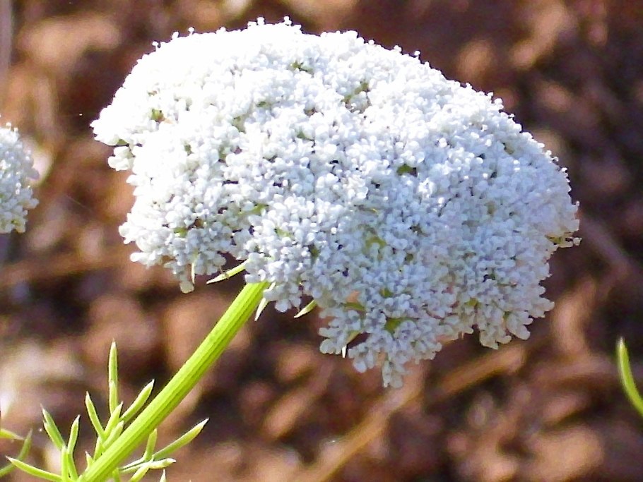 Амми Грин мист